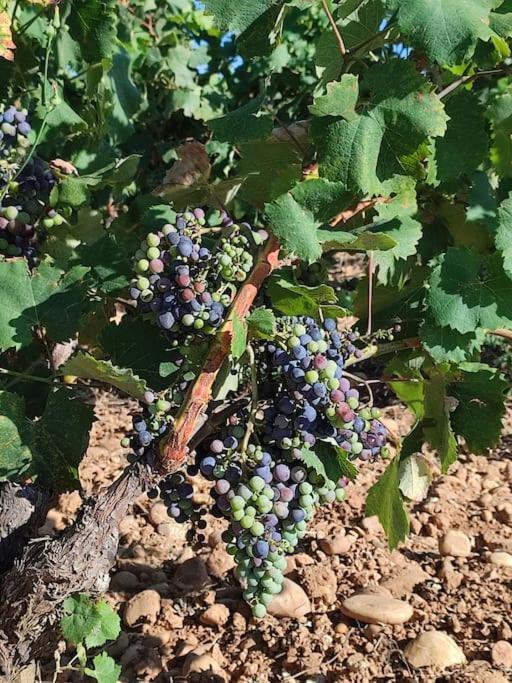 Maison De Village Châteauneuf-du-Pape Esterno foto